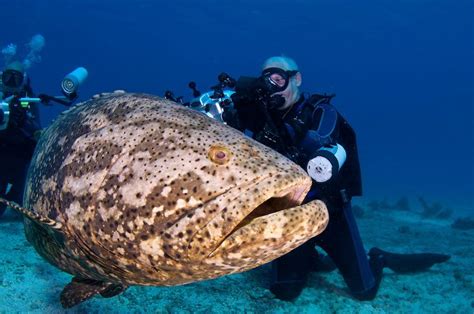 Lak-ai: The Biggest Grouper in the Family - Giant Grouper and Atlantic ...