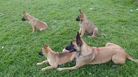 Belgian Shepherd German Shepherd Mix - shepherd