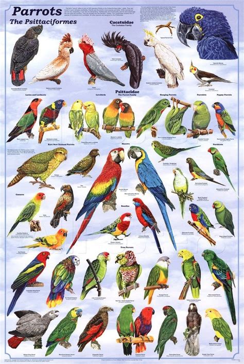 'Parrots Educational Bird Chart Art Poster' Posters | AllPosters.com ...