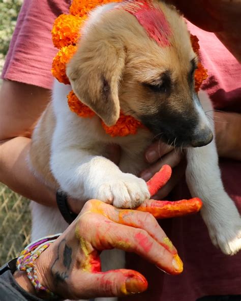 Celebrating Kukur Tihar: the Nepal Dog Festival ⋆ Full Time Explorer