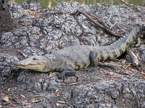 Animals Wallpapers: freshwater crocodile habitat