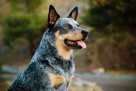 What Breeds Make Up A Queensland Heeler