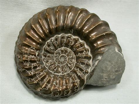 Fossil Pictures - Ammonites