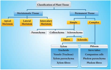 Top 172 + Difference between animal and plant tissue - Inoticia.net