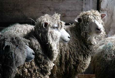 15 Best Sheep Breeds for Wool! [Fine Clothing, Socks, and Sweaters ...