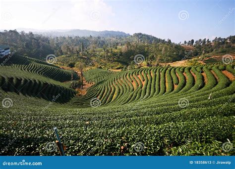 Tea Plantation stock image. Image of health, angle, hillside - 18358613