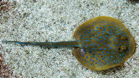 Freshwater stingray venom varies according to sex and age