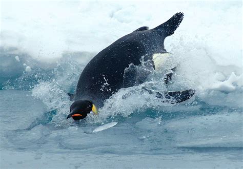 Emperor Penguin Facts for Kids | Penguins Information