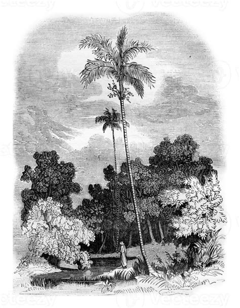 Areca palm, Areca catechu, vintage engraving. 40111266 Stock Photo at Vecteezy