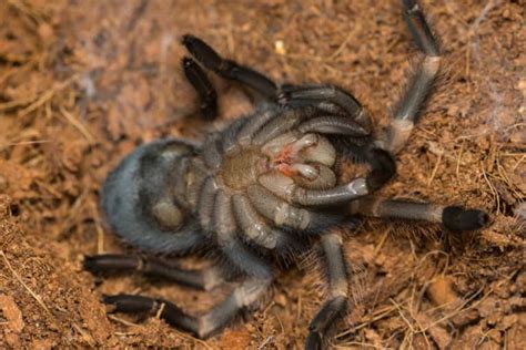 A Complete Guide on Tarantula Molting - The Pet Savvy