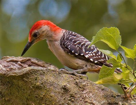 10 Woodpecker Species of Michigan: Residents and Wanderers - Avibirds.com