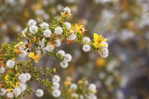 Larrea tridentata (Creosote Bush)