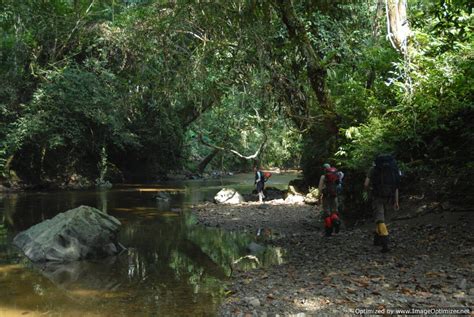 Borneo Jungle Trekking | Kalimantan Wildlife Safari Adventure Trips to ...