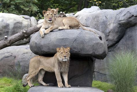 Oregon Zoo wins re-accreditation and a national award - oregonlive.com