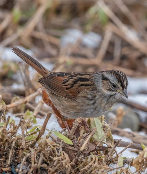 Identification of 11 Sparrow Species: a Photographic Guide | Miles Hearn