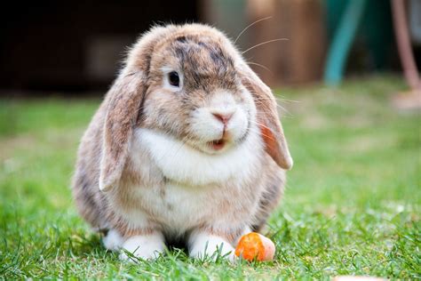 10 Most Beautiful Rabbit Breeds