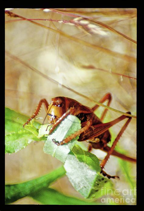 Mormon Cricket Photograph by George E Richards - Fine Art America