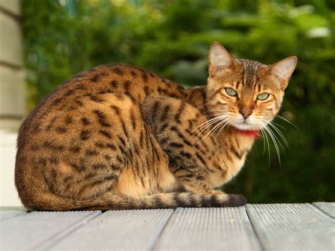 The Bengal-one of the most popular cat breeds with a wild history – Pet ...