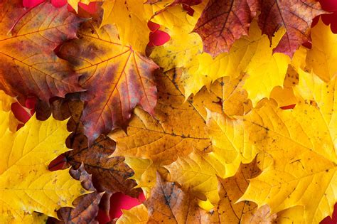 Fall Autumn Leaves Close Up Free Stock Photo | picjumbo