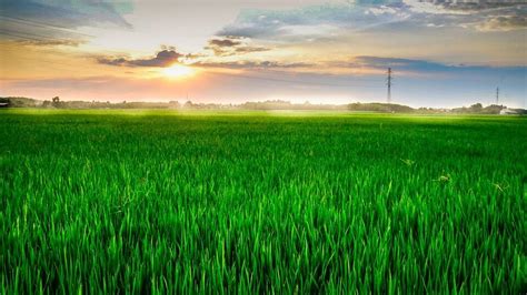 Padang Pariaman Punya Perda Lahan Pertanian untuk Lindungi Sawah dan Petani