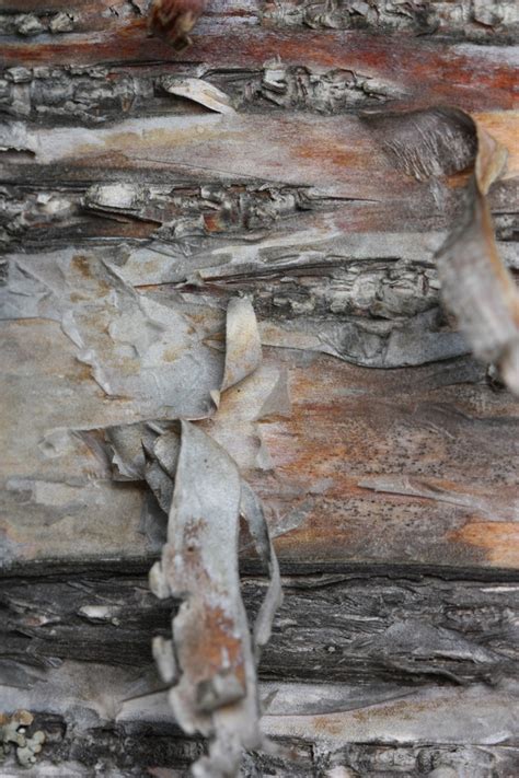 Betula papyrifera (Canoe Birch, Kenai Birch, Mountain Paper Birch ...