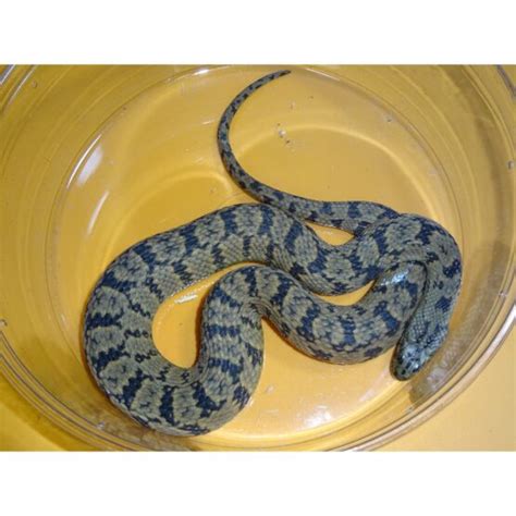 Diamondback Water Snake - adult - Strictly Reptiles