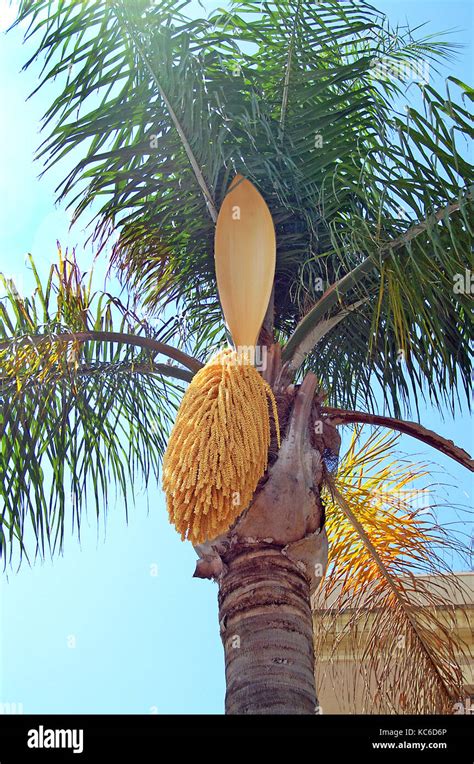 Palm tree and seeds, Salou, Spain Stock Photo - Alamy