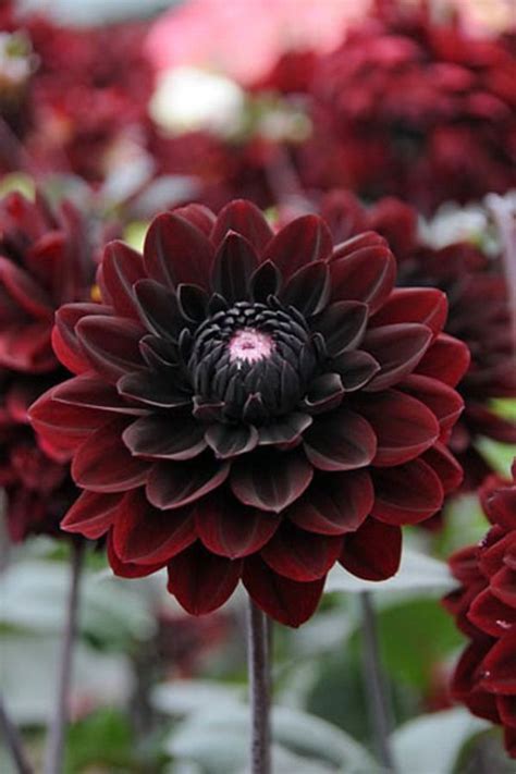 Charming Black Dahlia Bouquet – Bouquetpedia