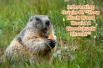 Interesting Origin Of How Much Wood Would A Woodchuck Chuck? | Mondoro