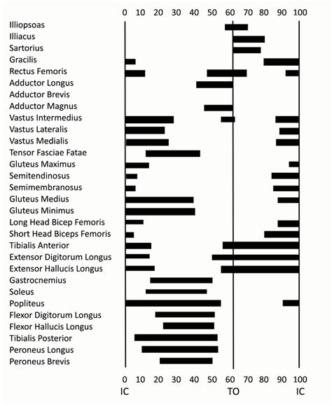 21 Muscle activity across the running gait cycle The timing of muscle... | Download Scientific ...