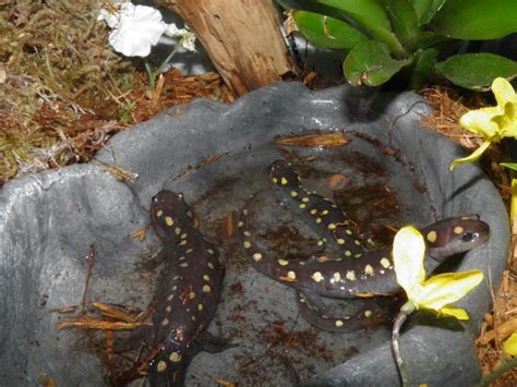 Yellow Spotted Salamander Facts, Habitat, Diet, Life Cycle, Baby, Pictures