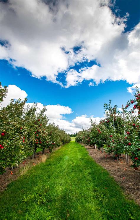 Apple tree spacing guide 🍎 🌳 Ensure healthy growth and fruitful yields