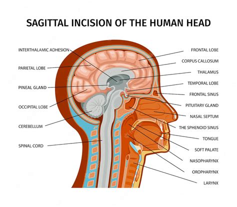 Free Vector | Anatomy of human composition with profile view of human head with colored parts ...