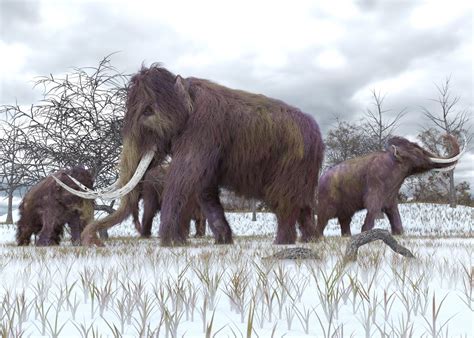 Baby mammoth found preserved in the Yukon