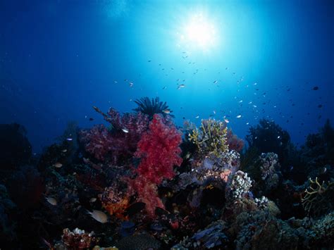 Best Wallpapers: Underwater Landscape Wallpapers