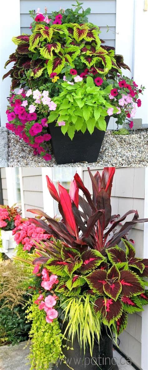 Best Plants For Pots In Partial Shade - Printable Templates Protal