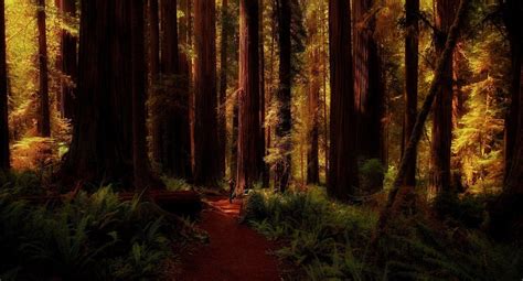 Redwood Forest Wallpapers - Top Free Redwood Forest Backgrounds ...