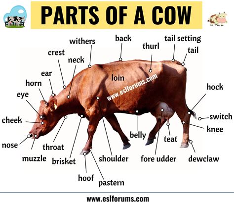 Cow Anatomy: Different Parts of a Cow with ESL Picture! - ESL Forums