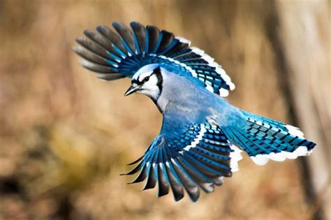 DSC_9314 by susanrajalahughes - ViewBug.com | Blue jay, Blue jay bird, Wild birds photography