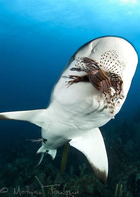 Scuba-div3r — earthandanimals: Caribbean Reef shark eating a... | Lion fish, Reef shark, Sea and ...