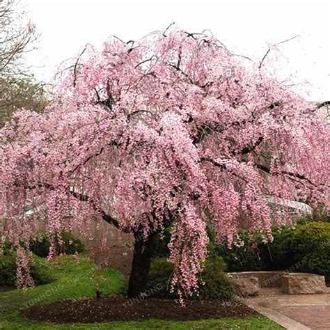 20 Pcs/Bag Pink Fountain Weeping Cherry Tree Seeds DIY Home Garden ...