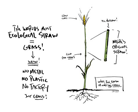 The World's Most Ecological Straw | Final Straw: Food, Earth, Happiness