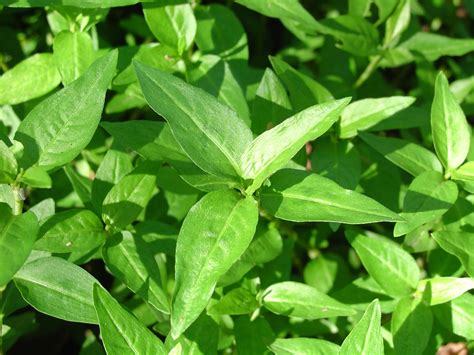 Medicinal Plants at Pura Vida Spa & Yoga Retreat: Vietnamese coriander (Culantro de vietam)