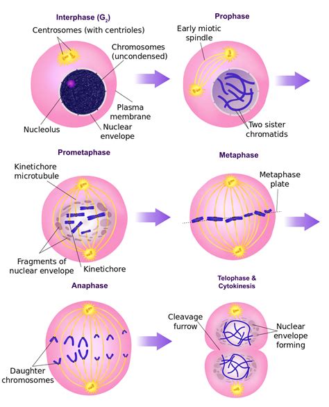 4 Phases Of Mitosis Diagram