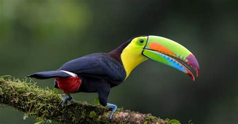 Toucan Beak Color