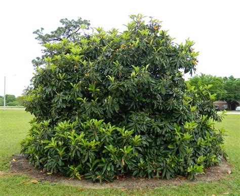 Awesome loquat tree | The Survival Gardener