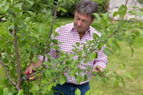 Pruning Plum Trees - BBC Gardeners World Magazine