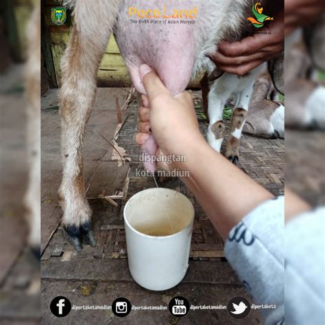 √ Cara Mengatasi Air Susu Kambing Yang Tidak Keluar