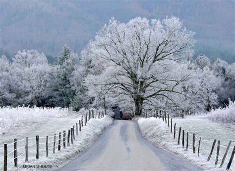 Captivating Snowy Scenes: A Journey Through Winter's Beauty