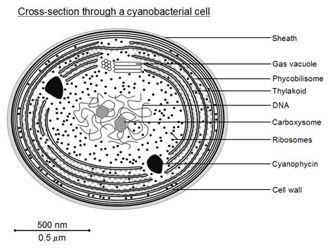 labelled bacterial cell simple